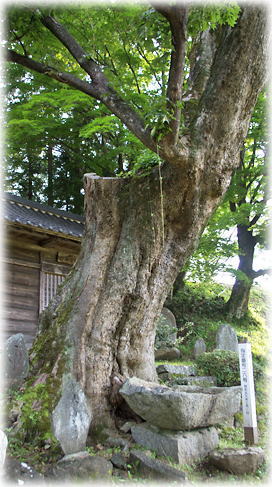画像:富士神社のイタヤカエデ 画像:富士神社のイタヤカエデ