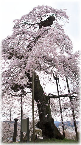 画像:護真寺のサクラ 画像:護真寺のサクラ