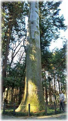 画像:厳島神社のスギ(幹と並ぶ)