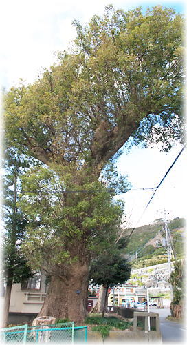 画像:八面神社のクスノキ 画像:八面神社のクスノキ