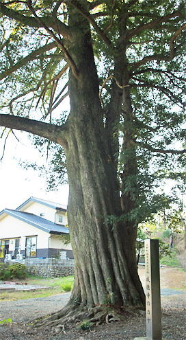 �摜�F�������̃J��