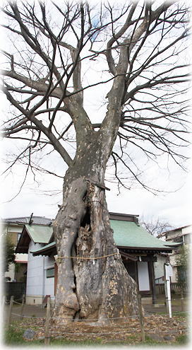 画像:日隅神社のケヤキ 画像:日隅神社のケヤキ