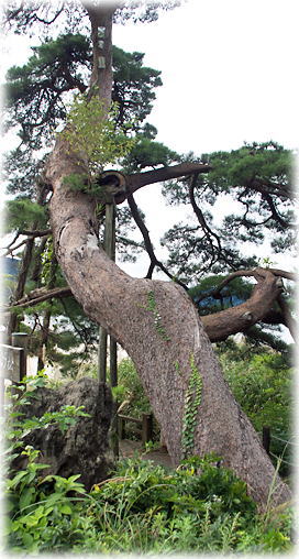 画像:蓬莱の松 画像:蓬莱の松