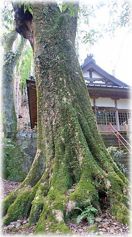 画像:筏場八幡神社のシロダモ 画像:筏場八幡神社のシロダモ