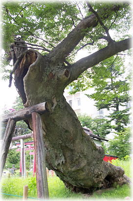 画像:板倉神社のケヤキ_1 画像:板倉神社のケヤキ_1