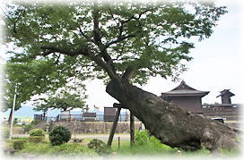 画像:板倉神社のケヤキ_2 画像:板倉神社のケヤキ_2