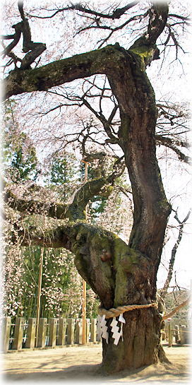 画像:諏訪神社のシダレザクラ 画像:諏訪神社のシダレザクラ