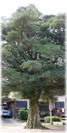 画像:浄源寺のモッコク 画像:浄源寺のモッコク