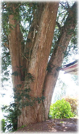 画像:観照寺のカヤ 画像:観照寺のカヤ
