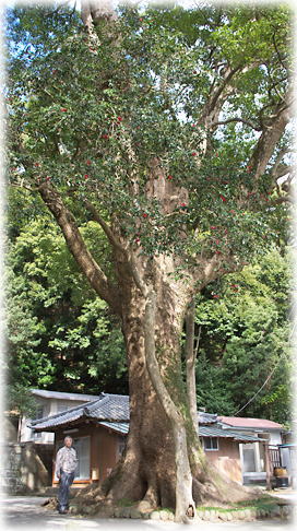 �摜�F�А��_�Ђ̃N�X�m�L�i���ƕ��ԁj