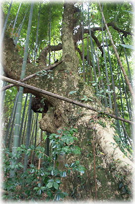 �摜�F�k���_�Ђ̃^�u�m�L_1