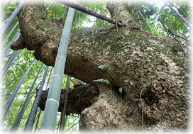 �摜�F�k���_�Ђ̃^�u�m�L_2