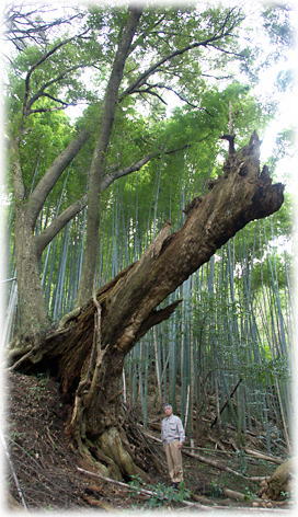 画像:幕ヶ谷神社のスダジイ(幹と並ぶ)