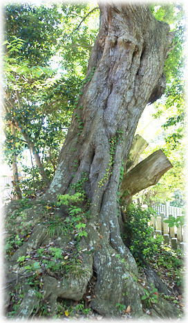 画像:御船神社のスダジイ 画像:御船神社のスダジイ