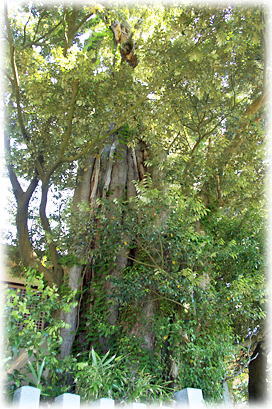 画像:御船神社のスダジイB 画像:御船神社のスダジイB