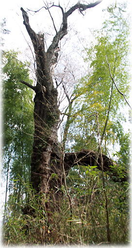 画像:箕輪のヤマザクラ 画像:箕輪のヤマザクラ