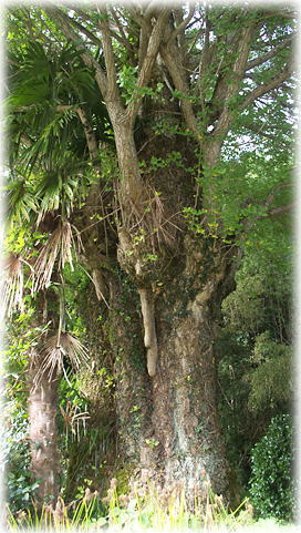 �摜�F���O�Z�n���̃C�`���E