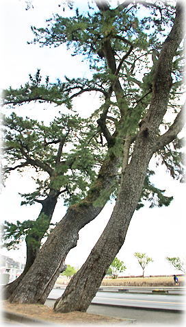 画像:長浜の松 画像:長浜の松