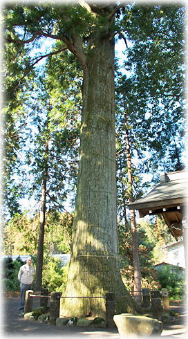 画像:永塚の大杉(幹と並ぶ)