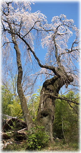 画像:中丸桜 画像:中丸桜