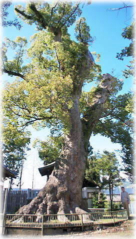 画像:中之郷熊野神社の大樟(幹と並ぶ)