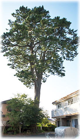 画像:山内家のクロマツ 画像:山内家のクロマツ