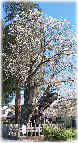 画像:額田神社の山桜 画像:額田神社の山桜