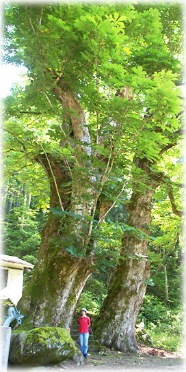 画像：大笠のトチノキ（幹と並ぶ）