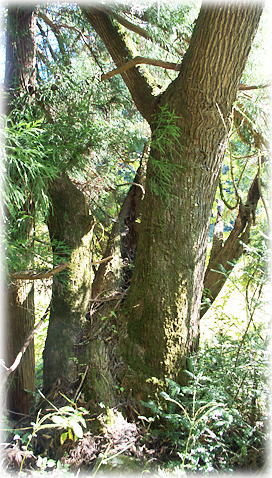 �摜�F��I�̌K