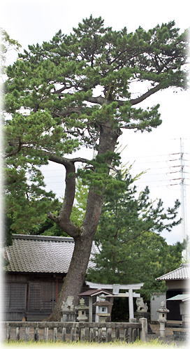 大井神社のクロマツ 画像:大井神社のクロマツ