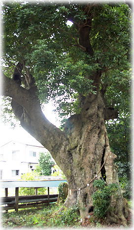 画像:大島八幡宮のヤマモモ 画像:大島八幡宮のヤマモモ
