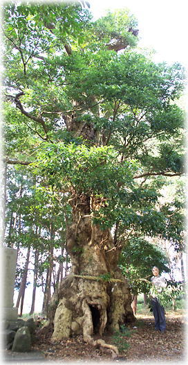 画像:青野浅間神社のタブノキ(幹と並ぶ)