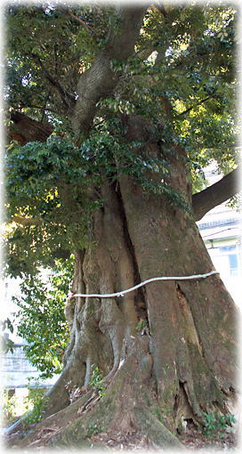 画像:音無神社のシイの木(合体木のシイ) 画像:音無神社のシイの木(合体木のシイ)