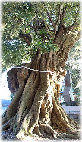 画像:音無神社のシイの木(天然記念物のシイ) 画像:音無神社のシイの木(天然記念物のシイ)