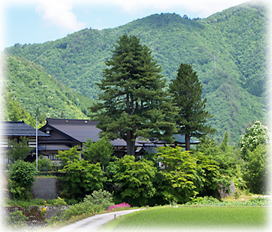 画像:西方寺の五葉マツ_2 画像:西方寺の五葉マツ_2