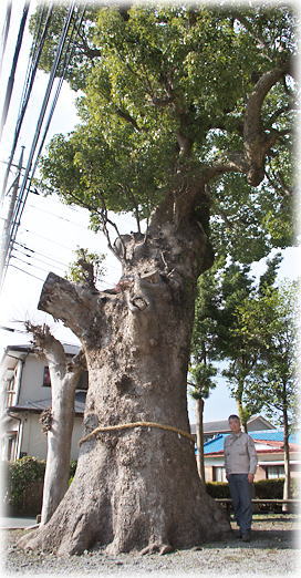 画像:塞神社のクスノキ(幹と並ぶ)