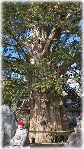 画像:済広寺のカヤ 画像:済広寺のカヤ