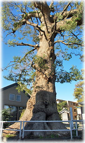 画像:桜橋稲荷神社の大クス 画像:桜橋稲荷神社の大クス