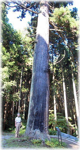 画像:下平窪諏訪神社のスギ(幹と並ぶ)