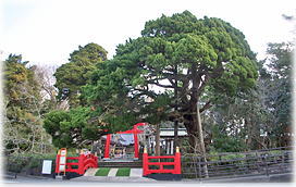 画像:白浜神社のビャクシン(鳥居近くの個体) 画像:白浜神社のビャクシン(鳥居近くの個体)