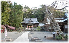 画像:白浜神社のビャクシン「白龍の柏槙」 画像:白浜神社のビャクシン「白龍の柏槙」