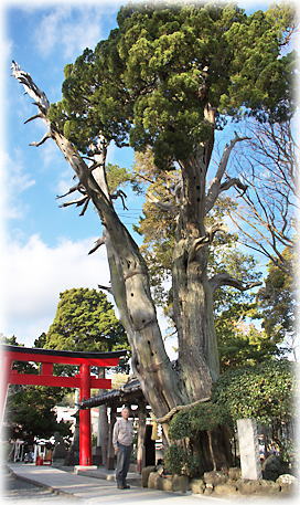 画像:白浜神社のビャクシン「薬師の柏槙」(幹と並ぶ)