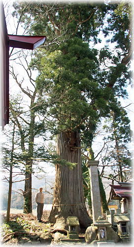画像:白旗八幡神社のスギ(幹と並ぶ)