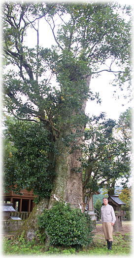 �摜�F���_�Ђ̃^�u�m�L�i���ƕ��ԁj