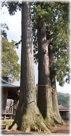 �摜�F�C�P�����}�_�Ђ̃X�M