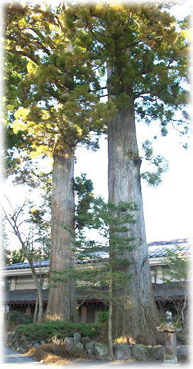 画像:須走浅間神社のスギ 画像:須走浅間神社のスギ