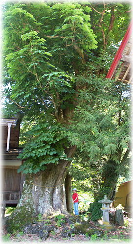 画像:立岩神社のとちの木(幹と並ぶ)