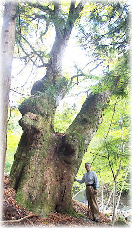 画像:辰之戸のトチノキ(幹と並ぶ)