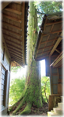 画像:俵峰白髭神社のスギ 画像:俵峰白髭神社のスギ