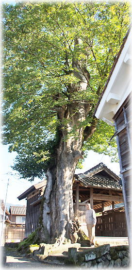 画像:富枝神社のムクノキ(幹と並ぶ)